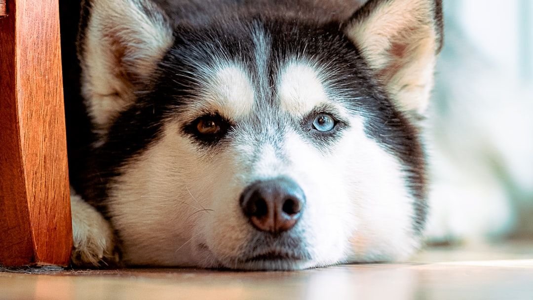 Why Does a Dog Twitch and Bark During Dreaming?