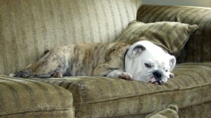 12 Dog Breeds That Are Happy with Less Exercise But Love Your Company