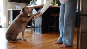 How to Prepare Your Dog for Visitors: Tips for a Calm and Happy Greeting
