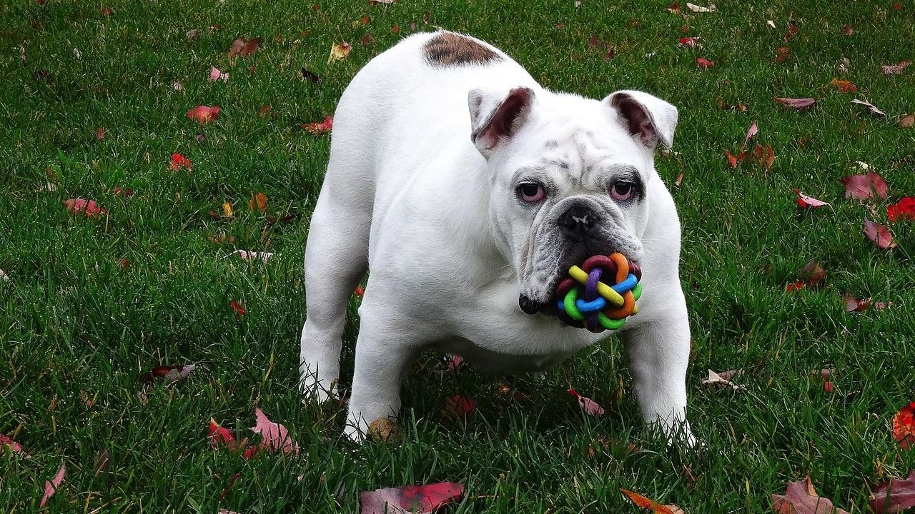 7 Signs Your Dog Trusts You Completely and Feels Safe in Your Home