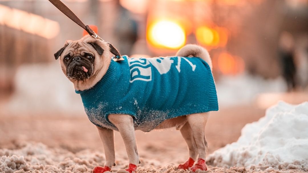 How to Keep Your Dog Cozy and Safe During Colder Months: Winter Care Tips
