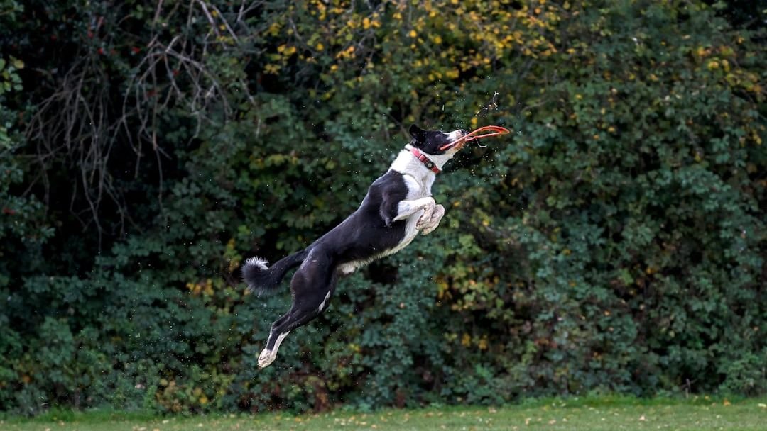 10 Mistakes to Avoid When Walking Your Dog