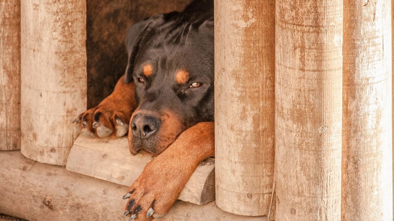 7 Everyday Habits That Stress Your Dog Out (and 7 Calming Routines to Try)