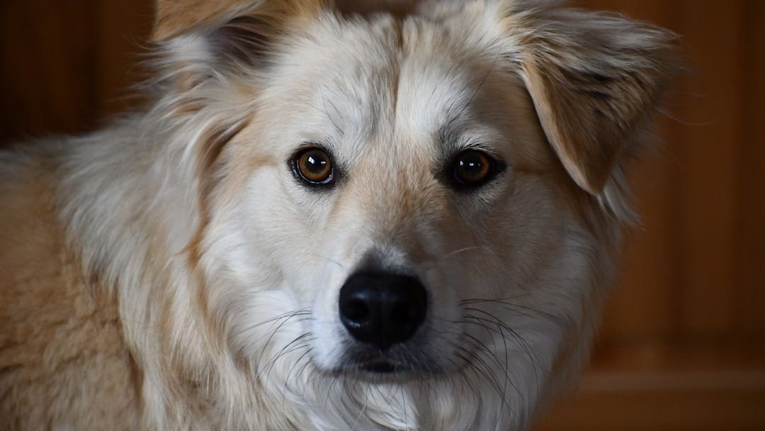 5 Reasons Your Dog Ignores You (and 5 Ways to Get Their Attention)