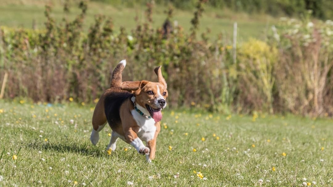 10 Dog Breeds That Are Always Happy to See You and 5 That Play Hard to Get