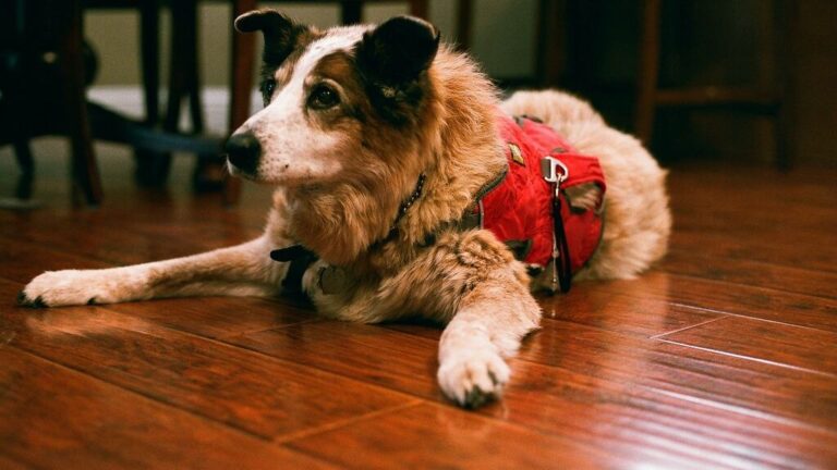 7 Common Misconceptions About Senior Dogs (and 7 Truths That Will Surprise You)
