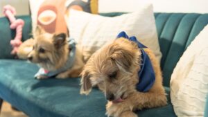 8 Signs Your Dog Is Bored (and 8 Fun Ways to Keep Them Entertained)