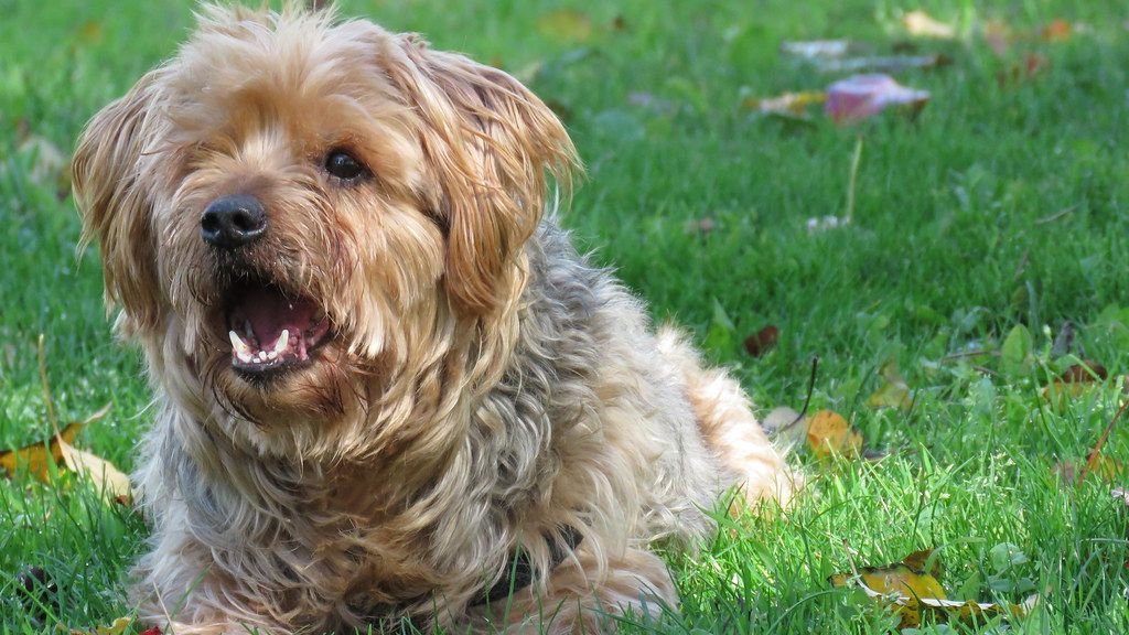 10 Dog Breeds That Love to Talk Back and 5 That Prefer Peaceful Silence