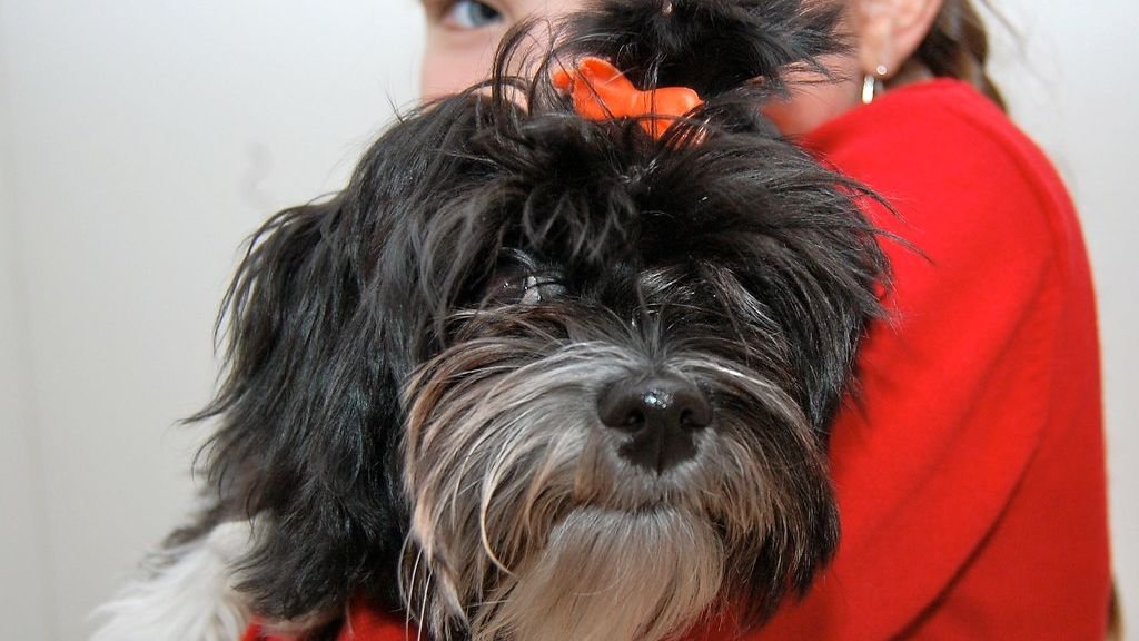 12 Dog Breeds That Are Always Up for a Cuddle and 8 That Value Their Space