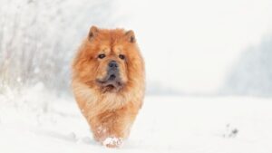 11 Dog Breeds That Love Winter Snow and 7 That Prefer Cozy Indoor Days