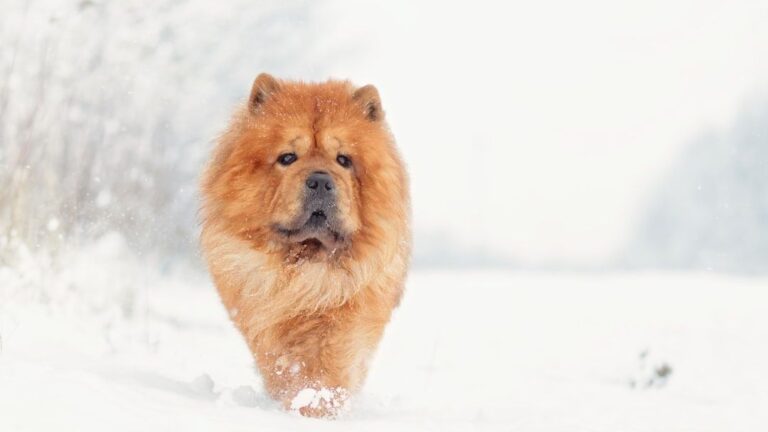 11 Dog Breeds That Love Winter Snow and 7 That Prefer Cozy Indoor Days