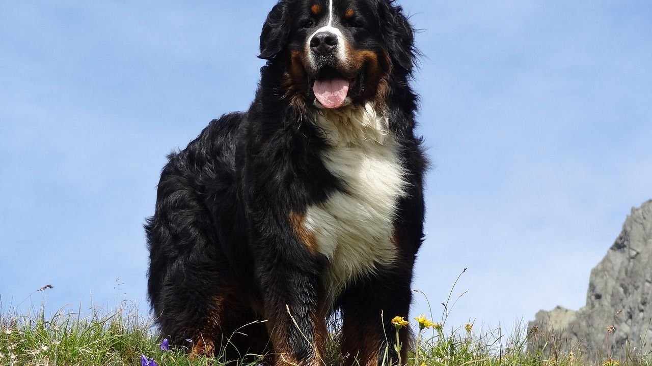 12 Dog Breeds That Are Great for First-Time Owners and 8 That Need Experience