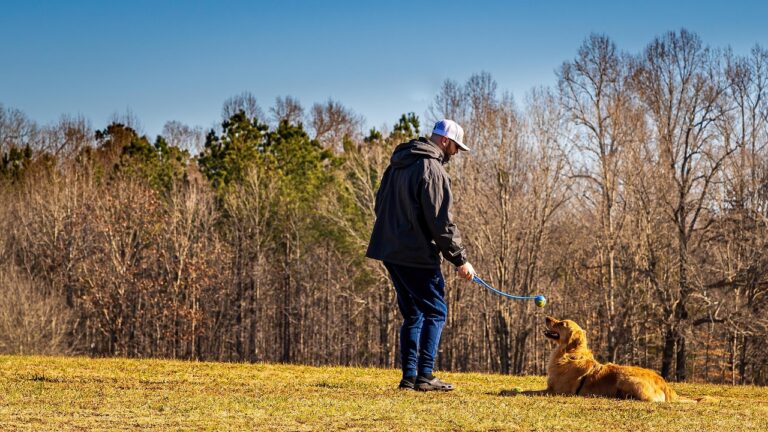 12 Dog Breeds That Are Surprisingly Easy to Train and 8 That Will Test Your Patience
