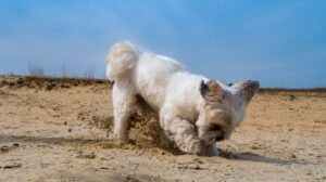 9 Reasons Your Dog Digs Up the Yard (and 9 Simple Solutions to Try Today)