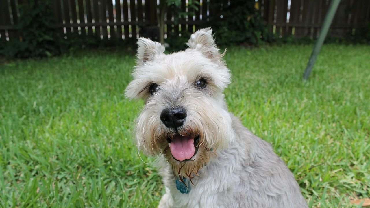 10 Dog Breeds That Are Surprisingly Quiet Indoors and 5 That Love to Be Heard