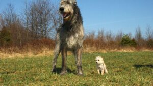 12 Dog Breeds That Are Natural Protectors and 8 That Are Gentle Giants