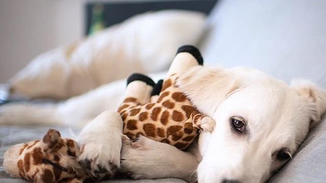 How Dogs Can Get Attached To Their Toys Like Human Addiction
