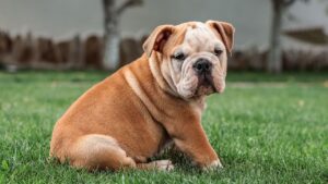 Top 10 Dog Breeds That Match a Lazy Lifestyle