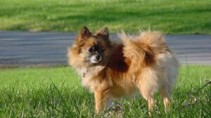 10 Small Dog Breeds That Can Act Like Little Tyrants