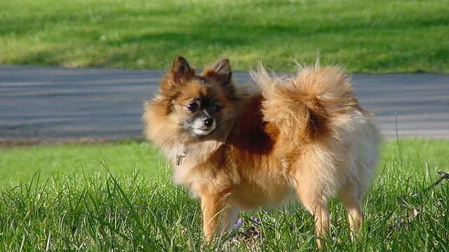 10 Small Dog Breeds That Can Act Like Little Tyrants