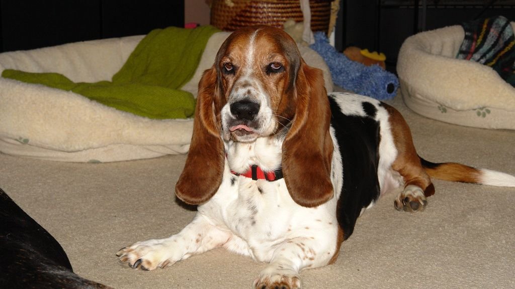 10 Big Dog Breeds Ideal For A Senior Couple