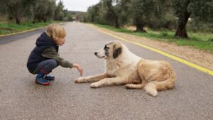 10 Large Dog Breeds That Make Loving Companions for Senior Singles