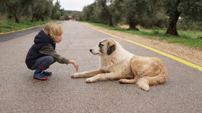 10 Large Dog Breeds That Make Loving Companions for Senior Singles