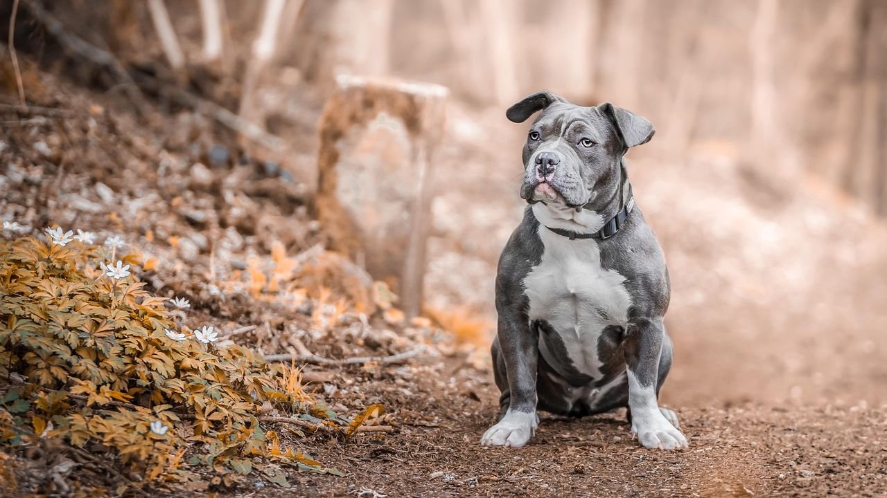 10 Dog Breeds That Can Help Someone in Times of Grief