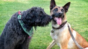 What Does It Mean When Your Dog Nudges You?