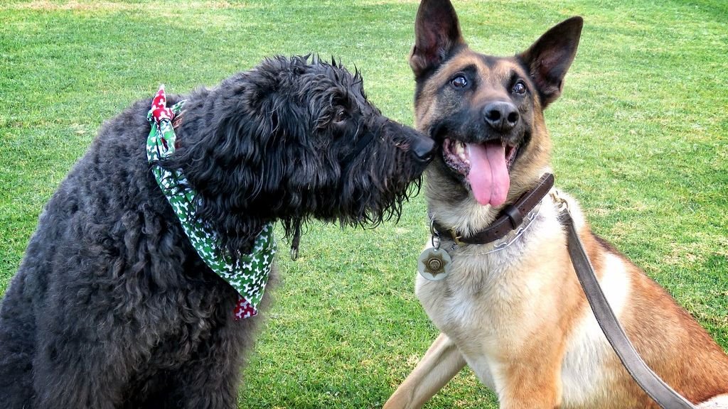 What Does It Mean When Your Dog Nudges You?