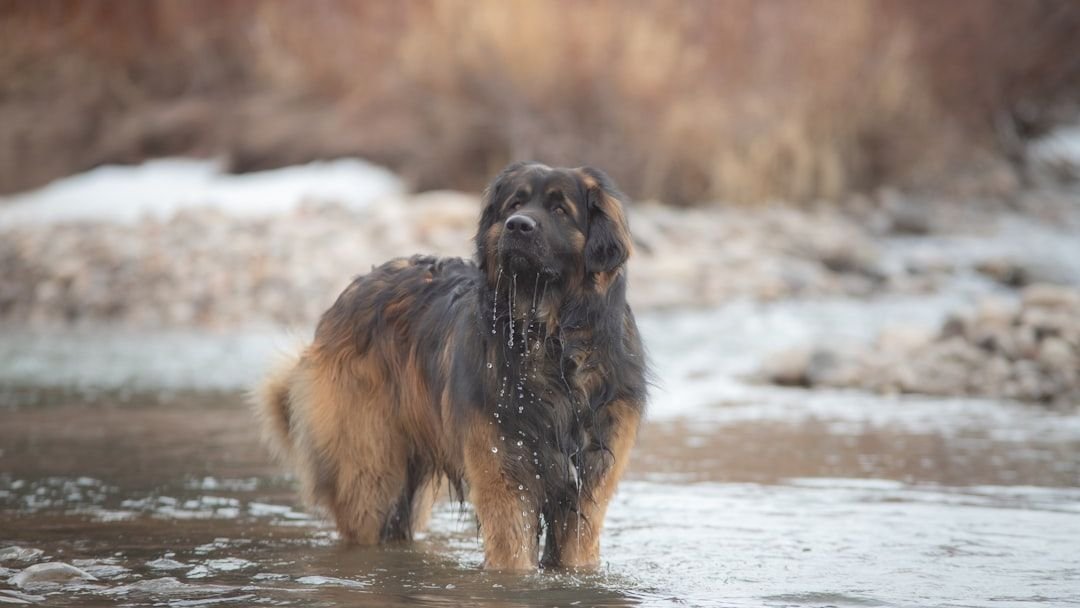 13 Giant Dog Breeds with Especially Endearing Personalities