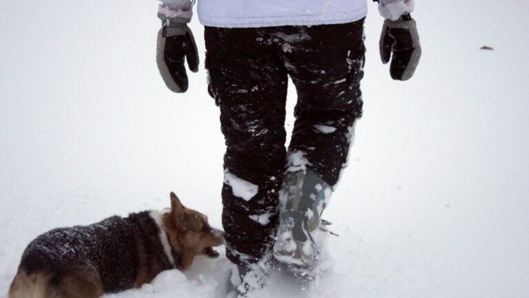 Why Your Dog 'Herds' You Around the House