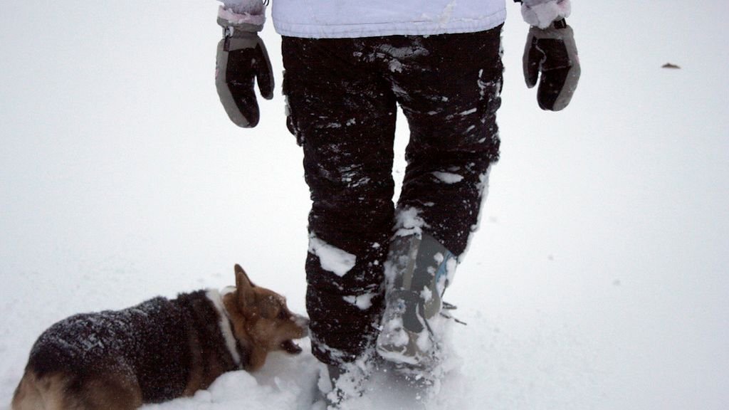 Why Your Dog ‘Herds’ You Around the House