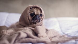 7 Surprising Ways Your Dog Asks For Help (and How to Respond)