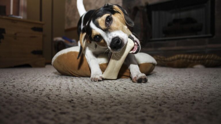 8 'Bad' Dog Habits That Are Actually Instincts (and How to Redirect Them)