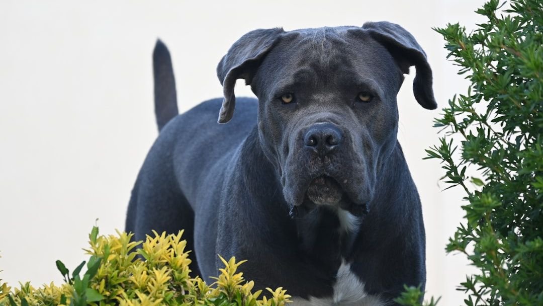 10 So Bad Dog Breeds That Have Wrongfully Been Stigmatized
