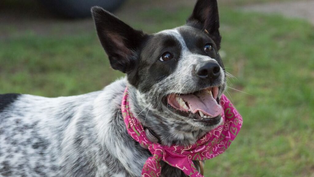 10 Quiet Dog Breeds That Are Perfect for Apartment Living (and 5 Suited For Farm Life)