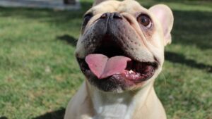 10 Things Your Dog Does That Show They Secretly Miss You (Even When You're Home)