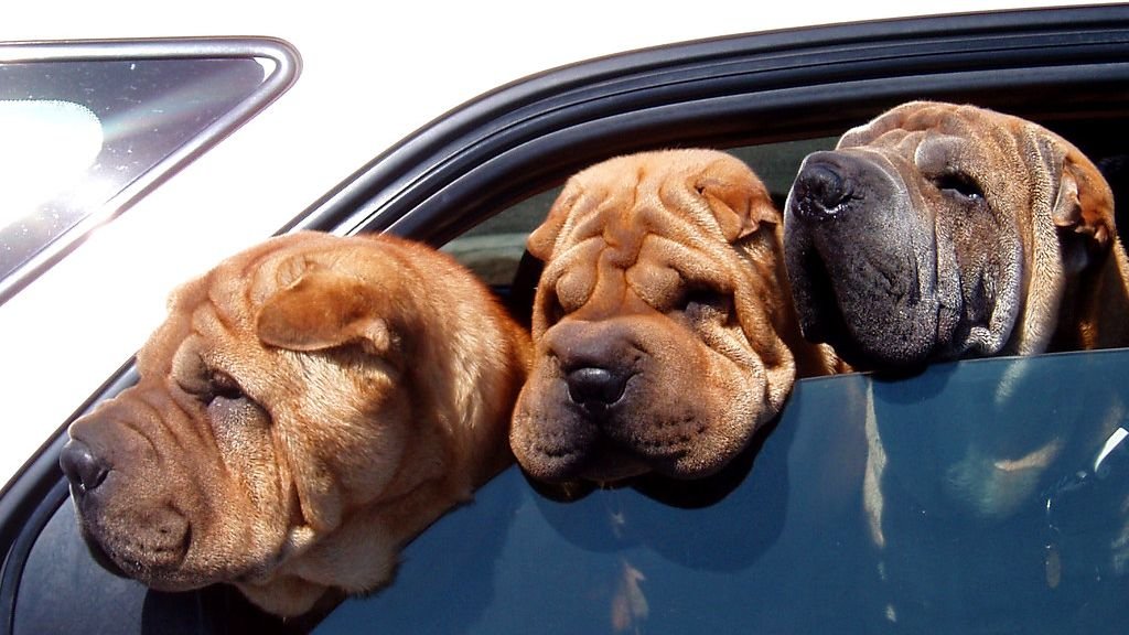 10 Dog Breeds That Are Surprisingly Affectionate (and 7 That Prefer Their Personal Space)