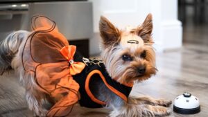7 Clever Ways Your Dog Communicates (Beyond Just Barking!)