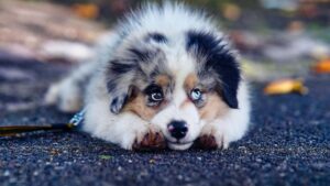 Why Does My Dog Lie on My Feet?