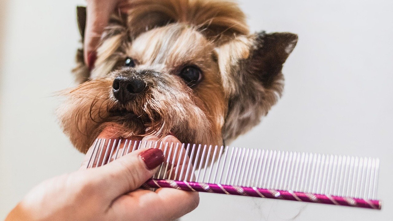5 Common Grooming Mistakes to Avoid for a Healthy Dog Coat