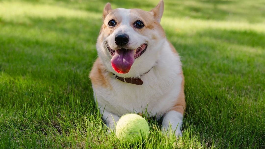 10 Dog Breeds That Are Natural Comedians (and 5 That Are More Serious Snugglers)