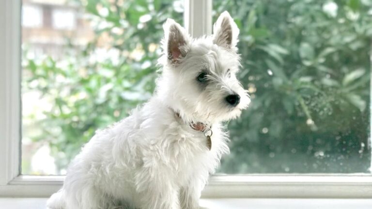 10 Small Dogs That Are Too Stubborn for a Senior's Lifestyle