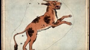 Which Large Dog Breed Are You According to Your Zodiac Sign?