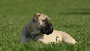 10 Best Dog Breeds For Zodiac Sign Capricorn