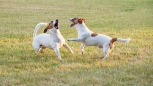 10 Dog Breeds That Are Surprisingly Calm (and 10 That Are Full of Beans)