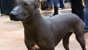 Best Dog Breeds for Desert Living in Arizona