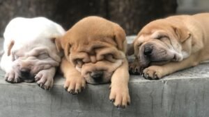 Why Does My Dog Dream So Much?