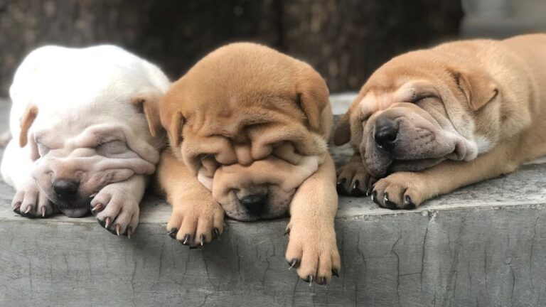 Why Does My Dog Dream So Much?